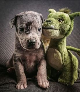 Perro tiene al mejor amigo y es color verde, imágenes adorables