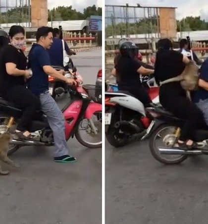 Mono ‘asalta’ a pareja en motocicleta y les roba la comida