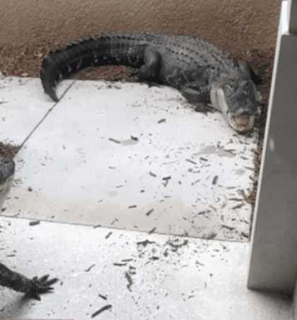 Pareja abre puerta de su casa y encuentra cocodrilos peleando