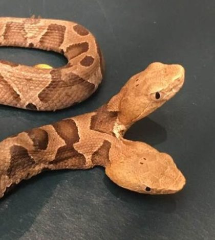 Serpiente en la India se hace viral por su deformidad: ¡tiene dos cabezas!