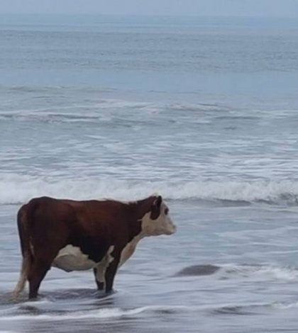 Vaca emerge del mar y sorprende a los bañistas en playa