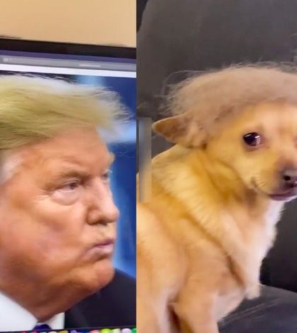 Mujer transforma a su perro en Donald Trump