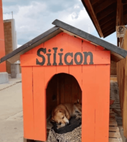 Tienda de herramientas se vuelve viral por adoptar a perrito