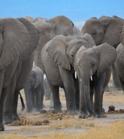 Grupo de elefantes ahuyenta a leones