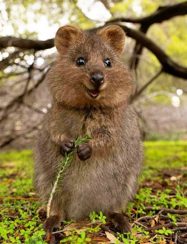 Quokka, el animal ‘más feliz del mundo’ que está en peligro de