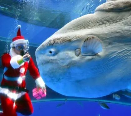 Empleados de un acuario alimentan tiburones disfrazados de Santa Claus