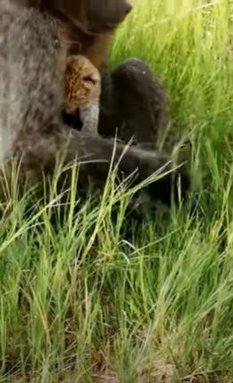 Captan en video a babuino que roba y cuida a cachorro leopardo