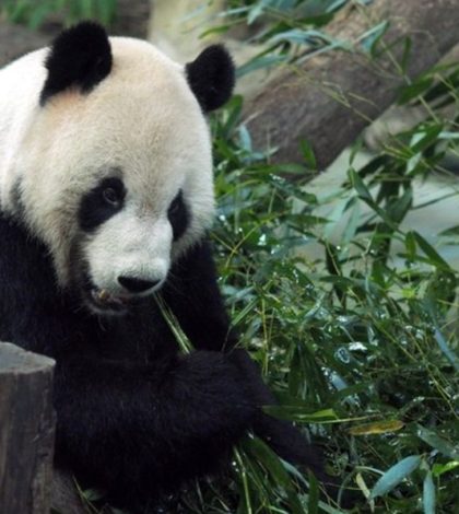 Falleció a los 38 años la osa panda más vieja del mundo en zoológico