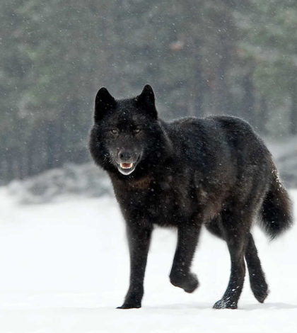 Granjero ruso es captado luchando con un lobo y matándolo con sus propias manos