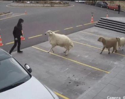 Ciudad es aterrorizada por banda agresiva: cabra, oveja y tres corderos