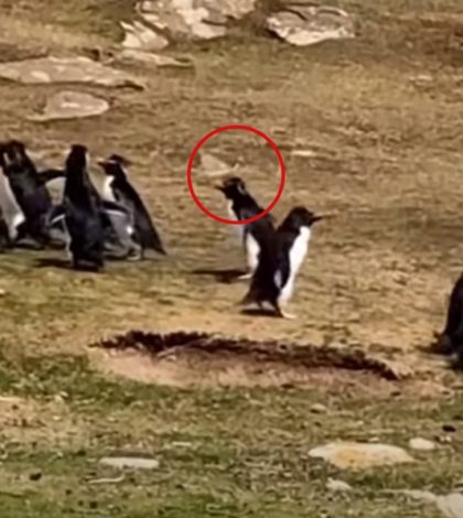 Pingüino despistado por poco se va con otro grupo video se hace viral