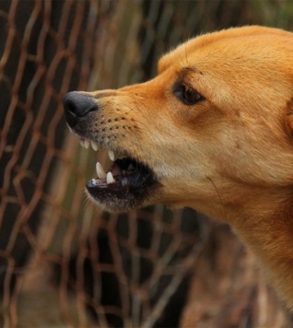 Perros matan a abuelita en Durango; ella los cuidaba