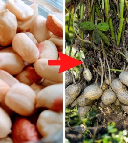 Aprende a germinar y cultivar cacahuates en una maceta de forma exitosa