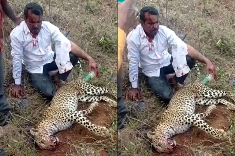 Hombre pelea con un leopardo