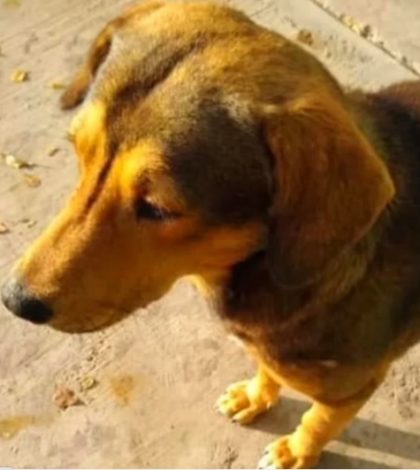 #Video: Sujeto mata a machetazos a perrito que mordió a su novia