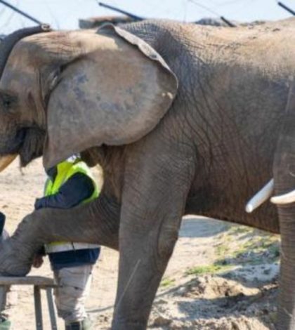 Dos elefantas disfrutan de una sesión de pedicura en un zoológico