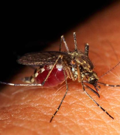 Sigue estas recomendaciones y evita el contagio de dengue en época de lluvias