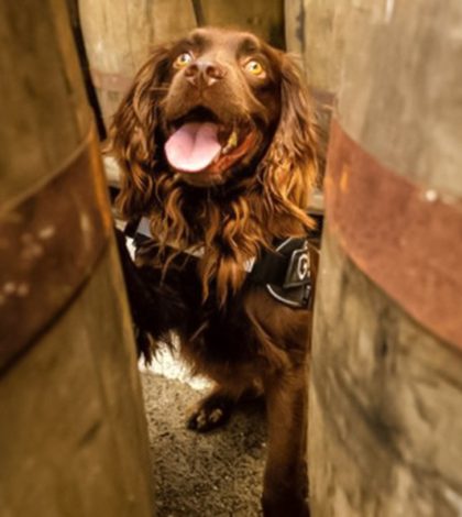 Destilería entrena a perrito para vigilar la fabricación de whisky