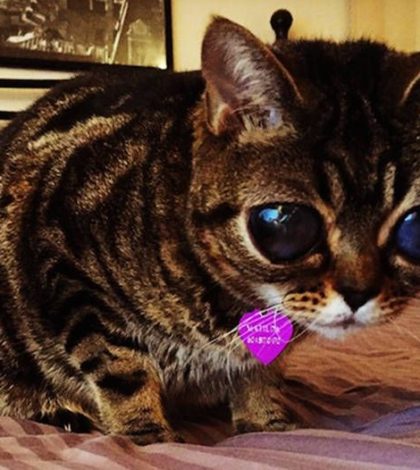 Gatito ciego se hace viral por sus ojos anormalmente grandes