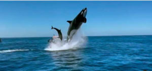 Orca salta y golpea a un delfín