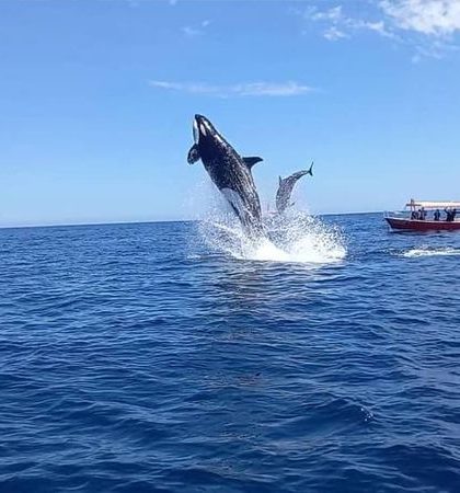 Orca salta y golpea a un delfín en pleno aire