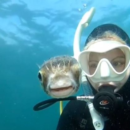 Buceadora logra tomar increíble selfie junto a pez globo