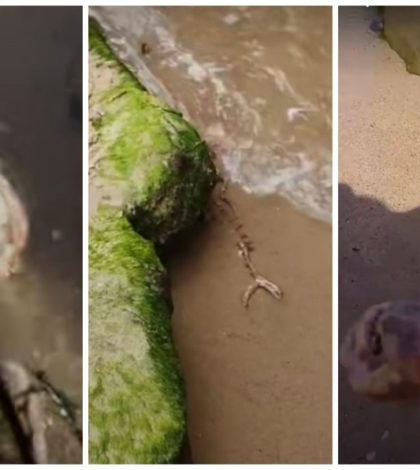 Encuentran supuesto esqueleto de ‘sirena’ en la playa