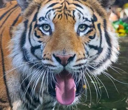 Hombre mató a 70 tigres de  Bengala; lo arrestan en Bangladesh
