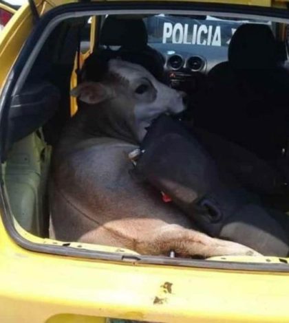 Abigeato: Policías buscaban drogas y armas y hallan vaca robada en un auto