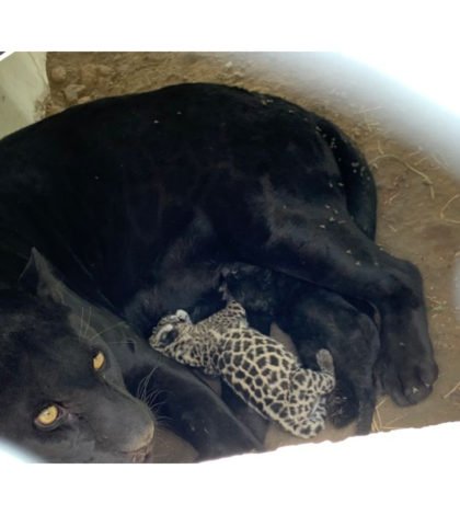 Nacen dos crías de jaguar en el Parque Tangamanga
