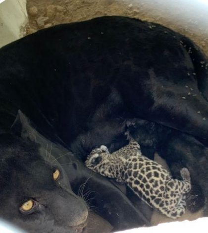¡Sorpresa!… nacen dos crías de jaguar en el Tangamanga
