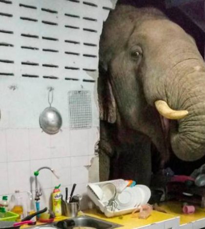 Elefante destruye la pared de una casa para comer arroz