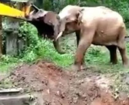 Excavadora salva a elefante de caer en zanja y agradece a máquina por salvarlo
