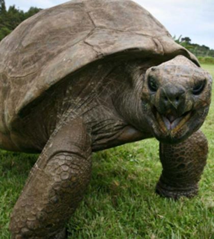 Jonathan, la tortuga, estaría próxima a cumplir 190 años