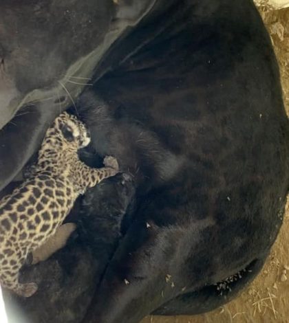 Nacen dos crías de jaguar en parque de San Luis Potosí