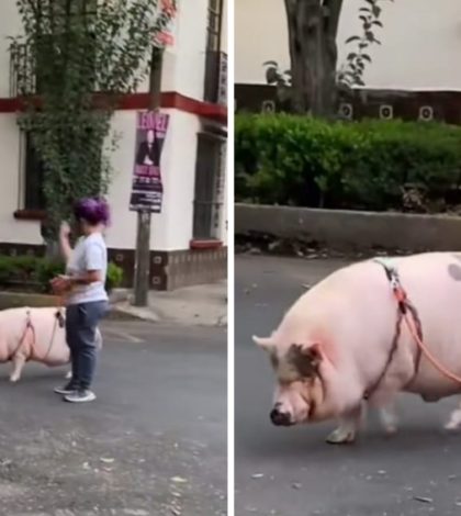 Captan a joven paseando un cerdo en calles de CDMX