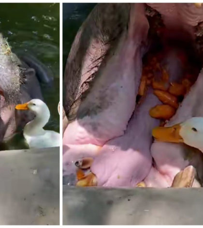 Captan a pato comiendo de la boca de un hipopótamo