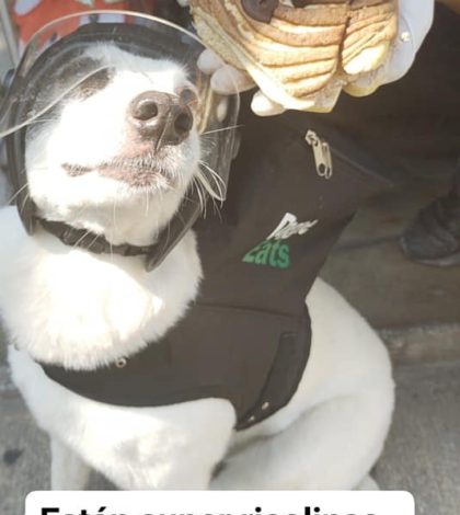 La perrita repartidora ahora entrega ‘lomiconchas’ para ayudar a refugio