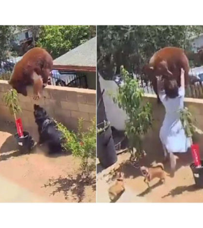 Mujer se enfrenta a oso para defender a su perros