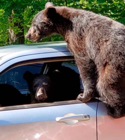 Policía en EE.UU descubre a un oso ladron de autos