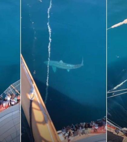Captan a un tiburón gigante en el Atlántico y se vuelve viral