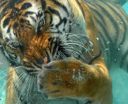 Hombre es captado «luchando» en el agua con un tigre