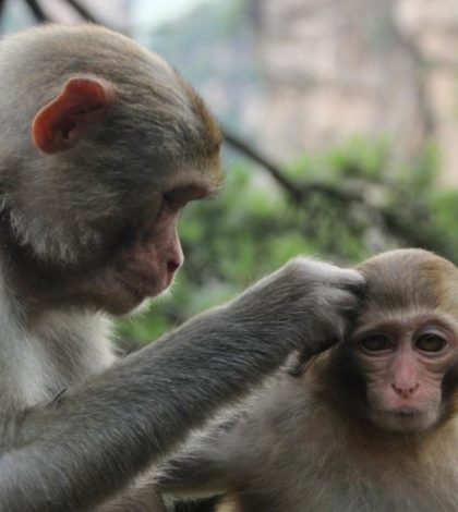 China reporta muerte humana por «virus del Mono B»