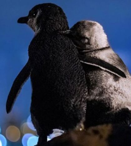 La triste historia de los pingüinos abrazados que se hicieron virales