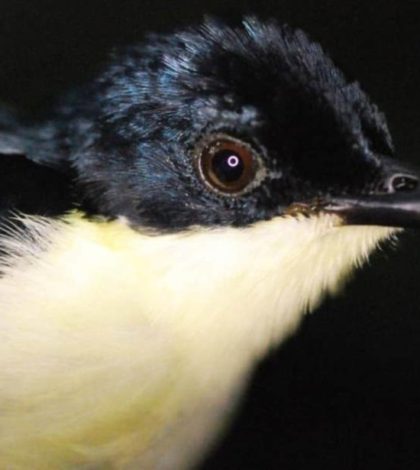 Descubren una nueva especie de ave en los bosques de Papúa