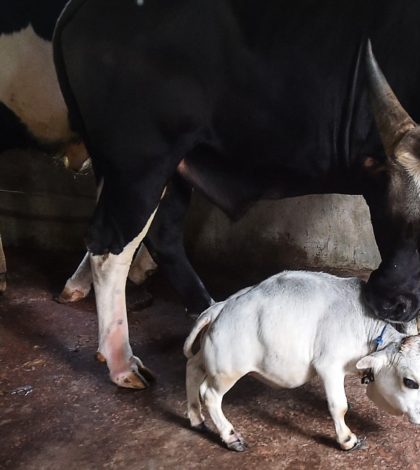 Rani es la vaca más pequeña del mundo y se encuentra en Bangladesh