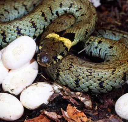 Serpiente ataca agresivamente a su cuidador para defender sus huevos