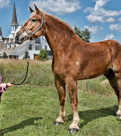 Murió «Big Jake», el caballo más alto del mundo, a los 20 años